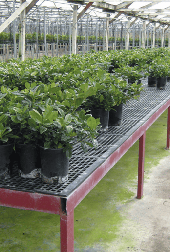 Dura-Bench Platforms Help Southern California Nursery Keep Growing