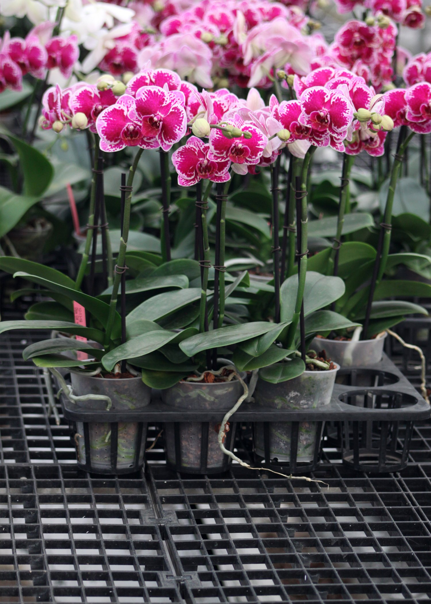 Cost Efficiency Under the Canopy: How Plastic Bench Tops Save Greenhouse Operations Money