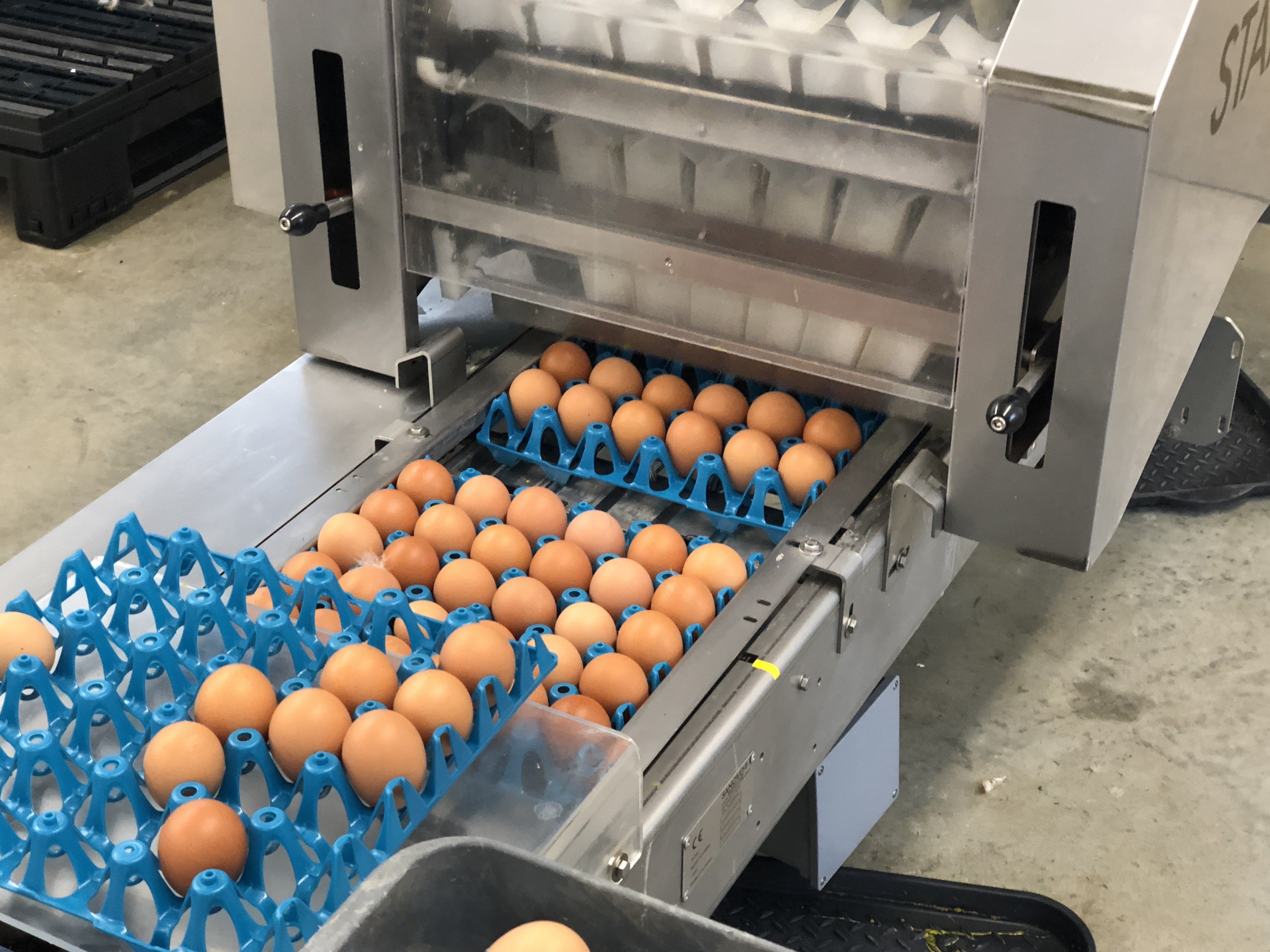 A Look at the Business Value of Optimized Plastic Egg Production Products