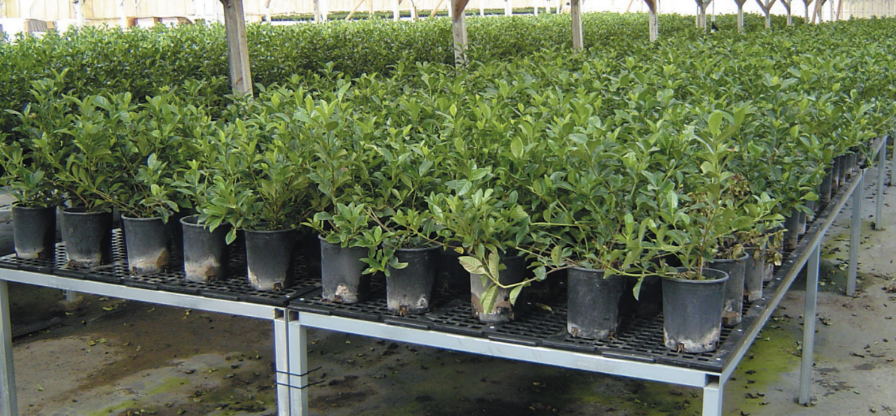 Duraplas Case Study Stevens Specialty Plants