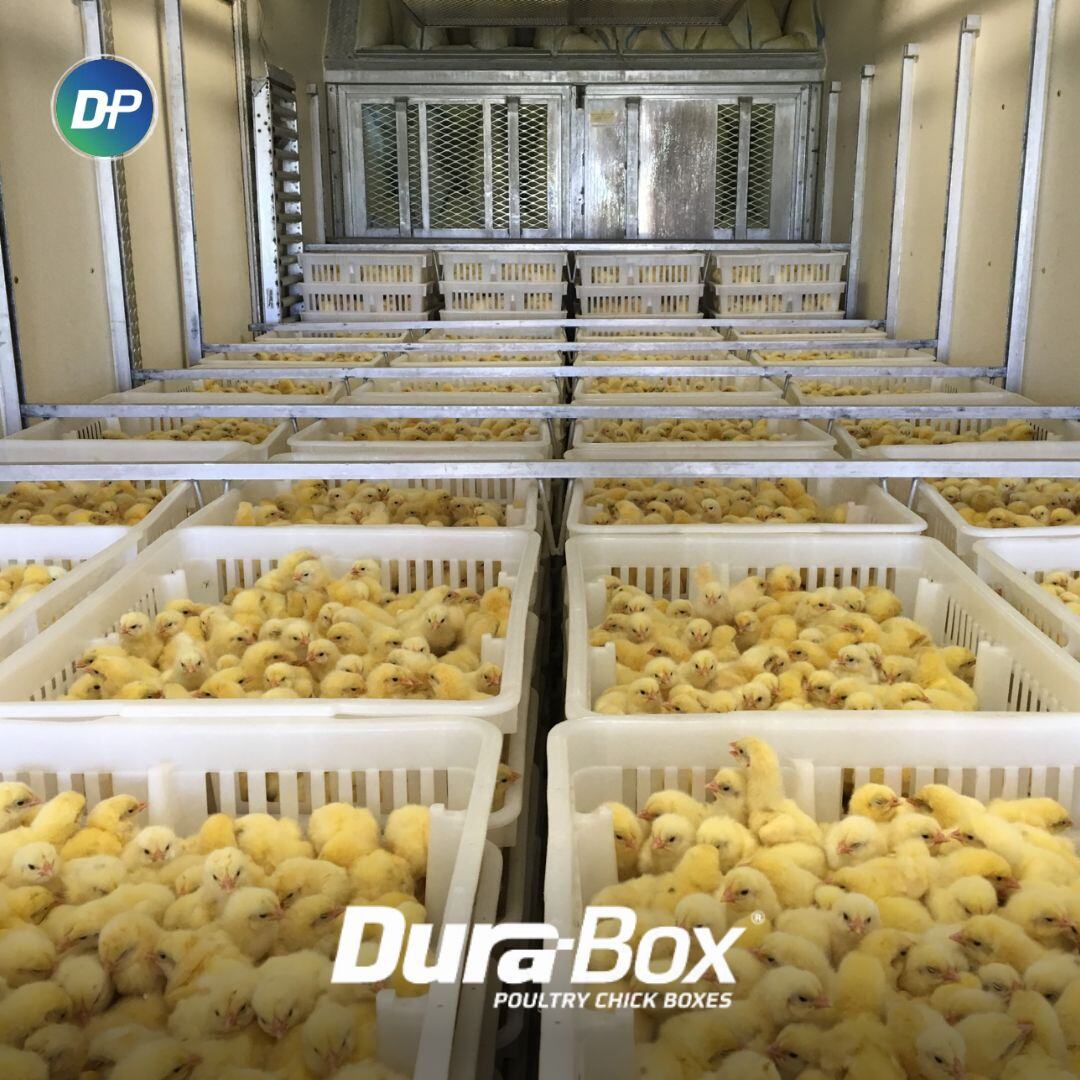 Ventilation vs. Protection: The Chick Box Tradeoff That Isn't Optional
