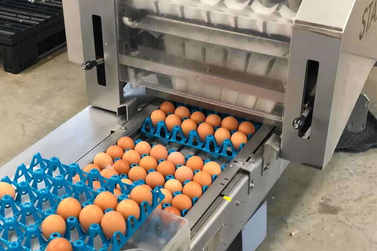 Building Resilient Egg Supply Chains